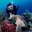 A Phi Phi Open Water Diver course student watching a turtle