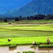 Rice farm in Suphan Buri, Thailand