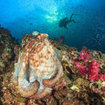 Reef octopus are encountered by Phuket scuba divers
