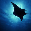 Manta rays frequent Koh Bon and delight scuba divers