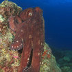 A reef octopus at Koh Ha, Thailand