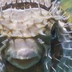 A porcupinefish defends itself in southern Thailand