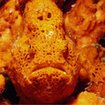 Frogfish can be found at Koh Tachai Island