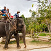 Elephamt safari, Samui Island