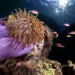 Beautiful magnificent anemones proliferate at the dive sites of Samui