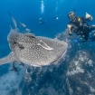 Dive with whale sharks in Koh Tao