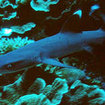 Whitetip reef sharks are found at some of the Krabi dive sites