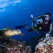 A diver taking a photograph of a turtle in Thailand