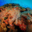 A crown of thorns starfish explores the reef in Koh Tao