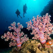Phuket has some wonderful soft coral dive sites
