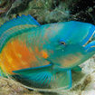 A parrotfish inside its cocoon, Phi Phi Islands