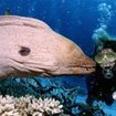 A giant moray eel and scuba diver in Thailand