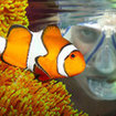 Clownfish can be found in anemones in the shallows of Samui