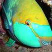 Greenthroat parrotfish, Koh Tao