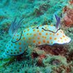 Some colourful nudibranchs can be found in Thailand