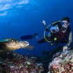 Dive with turtles in Khao Lak