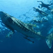 Whale sharks often visit Hin Daeng in southern Thailand