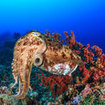 Cuttlefish can be found at Hin Daeng in the Andaman Sea