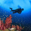 A diver with red soft corals at Hin Daeng in the south of Thailand