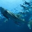 Whale sharks often visit Thailand's top dive sites