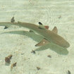 A blacktip reef shark in the shallows at Surin