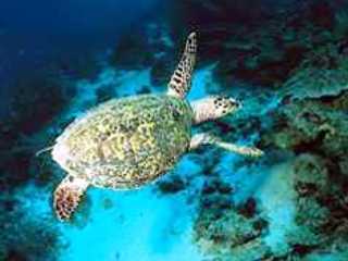 Hawksbill Turtle at Koh Rok with Dive The World Thailand