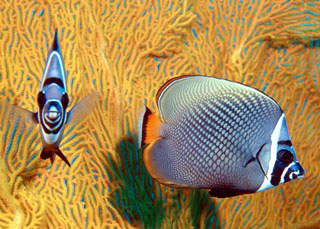 Red-tailed butterflyfish can be seen at Koh Tarutao - photo courtesy of Marcel Widmer - www.Seasidepix.com