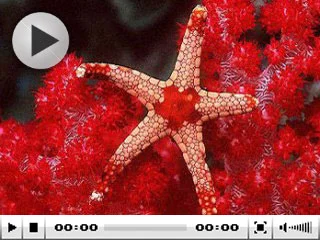 Red starfish - Krabi, Thailand