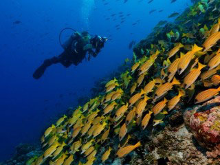 PADI Advanced Open Water Diver with Dive The World Thailand