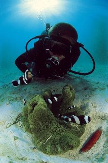 Anemonefish are always favourites with kids when they dive