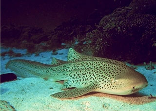 PADI Leopard shark Awareness Specialty Course with Dive The World Thailand