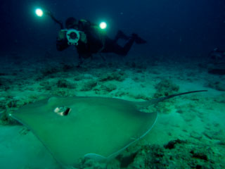 PADI Underwater Photographer Marcel Widmer of Seasidepix.com