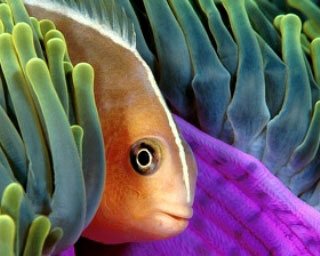 Thailand diving: anemonefish with magnificent anemone - photo courtesy of Marcel Widmer - www.Seasidepix.com