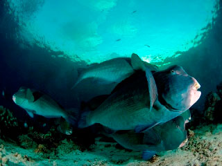 Koh Surin is the only place in Thailand where you can still find bumphead parrotfish - photo courtesy of ScubaZoo