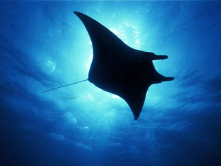 Diving at Koh Bon with manta rays - Dive The World Thailand