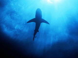 Shark at Hin Muang, southern Thailand