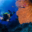 A diver passes a gorgonian sea fan, Khao Lak