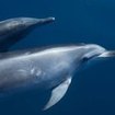 Bottlenose dolphins frequent Koh Lipeh, Thailand