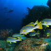 Oriental sweetlips at Koh Tachai, Thailand