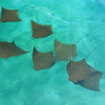 Mobula rays at Racha Noi, Phuket with Dive The World Thailand