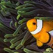 A clownfish in a magnificent anemone at Koh Similan