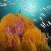 Fusiliers and gorgonian fans in the Similans