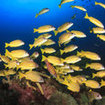 Schools of snapper are common at Hin Muang, Thailand