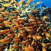 Orange jewel fairy basslets in staghorn coral at Breakfast Bend, the Similans