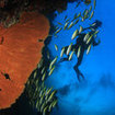 Gorgonian fans adorn the walls of Hin Muang