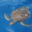 A beautifully patterned turtle surfaces at the Similans