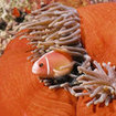 Anemonefish, Koh Nang Yuan, Koh Tao