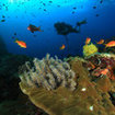 A typical reef scene from Koh Bon Island