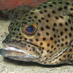 Coral rock grouper, Koh Tao, Thailand