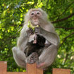 Macaques can be seen in Railay Beach